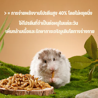 พร้อมจัดส่ง หนอนอาหาร หนอนอบแห้ง หนอนอาหารแห้ง อาหารหนูแฮมเตอร์ สัตว์เลี้ยงแมลงแห้ง หนอนนก 1500ml