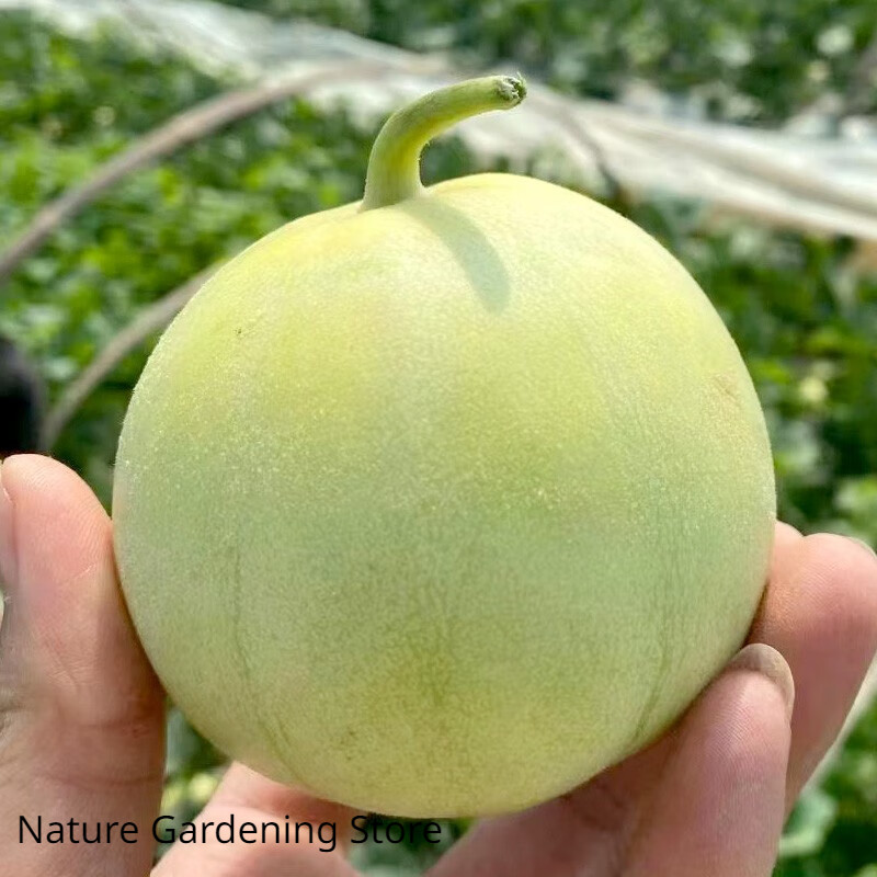 หวานกรอบ เมล็ดพันธุ์ เมล่อนแอปเปิล Crispy Sweet Japanese รูปที่ 8