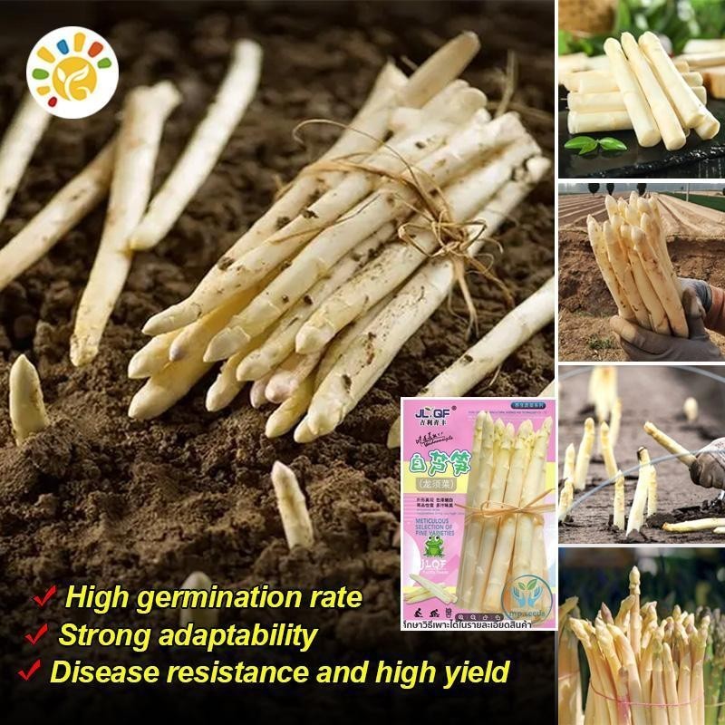 หน่อไม้ฝรั่งขาว เมล็ดหน่อไม้ฝรั่ง (10เมล็ด/ซอง) High Yield White Asparagus Seeds Sweet Mary Washingt