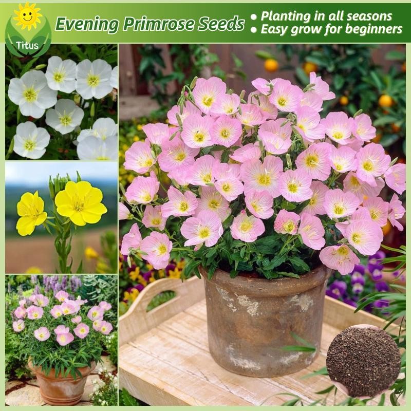 200เมล็ด/แพ็ค เมล็ดพันธุ์ อีฟนิ่งพริมโรส Beautiful Evening Primrose Flower Seeds เมล็ดดอกไม้ พันธุ์ดอกไม้ ดอกไม้ปลูกสวยๆ