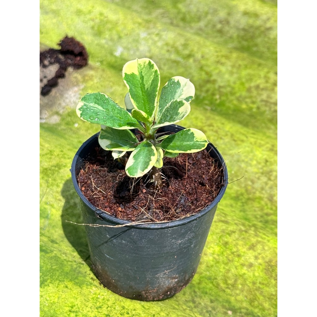 มุมมอง 5