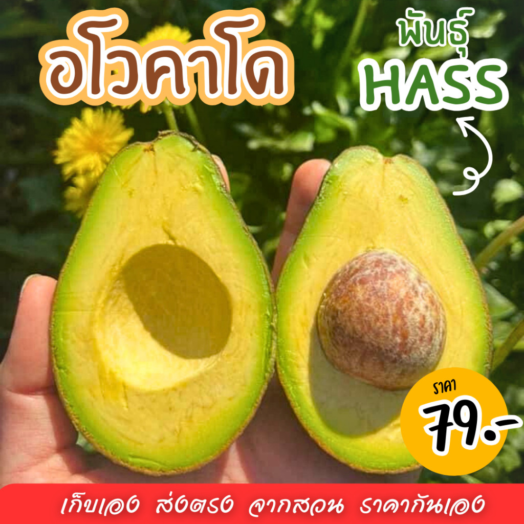 Mungkung พร้อมส่ง!! 📌อโวคาโด้ แฮส Hass Avocado 🥑 แก่จัด ราคาถูกมาก ปลูกเอง เก็บสดจากสวน เหนียว อร่อย มัน อะโวคาโด้