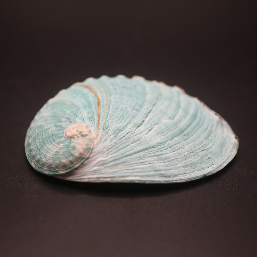 Tiger Abalone Shell - BATLOVENATURAL - เปลือกหอยทากตกแต่งหลายขนาด - เปลือกหอยทากที่สวยงาม - รูปที่ 4