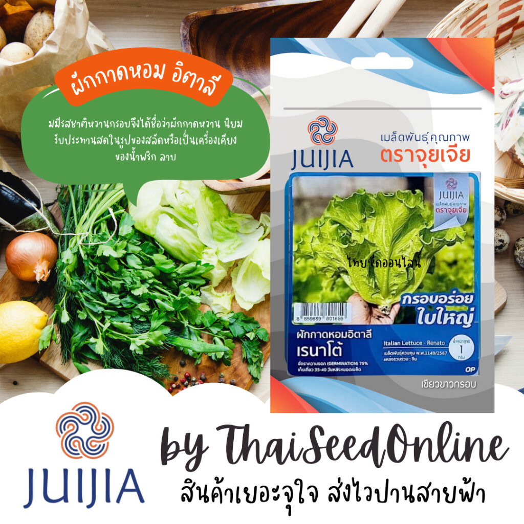 Juijia(จุยเจีย) JJ เมล็ดพันธุ์ จุยเจียสลัด ผักกาดหอมอิตาลี เรนาโต้