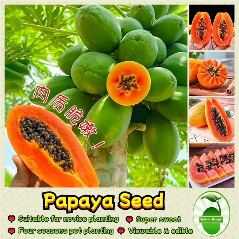 เมล็ดพันธ์มะละกอ (10เมล็ด/ซอง) เมล็ดมะละกอ มะละกอแขกนวลดำเนิน เมล็ดพันธุ์ผลไม้ Dwarf Papaya Seeds De