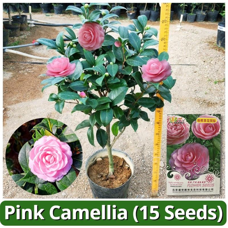 เมล็ดพันธุ์ คามิเลีย ดอกสีชมพู 15เมล็ด Pink Camellia Flower Seeds เมล็ดดอกไม้ บอนสีพันหายาก ต้นไม้มงคล บอนสี เมล็ดบอนสี