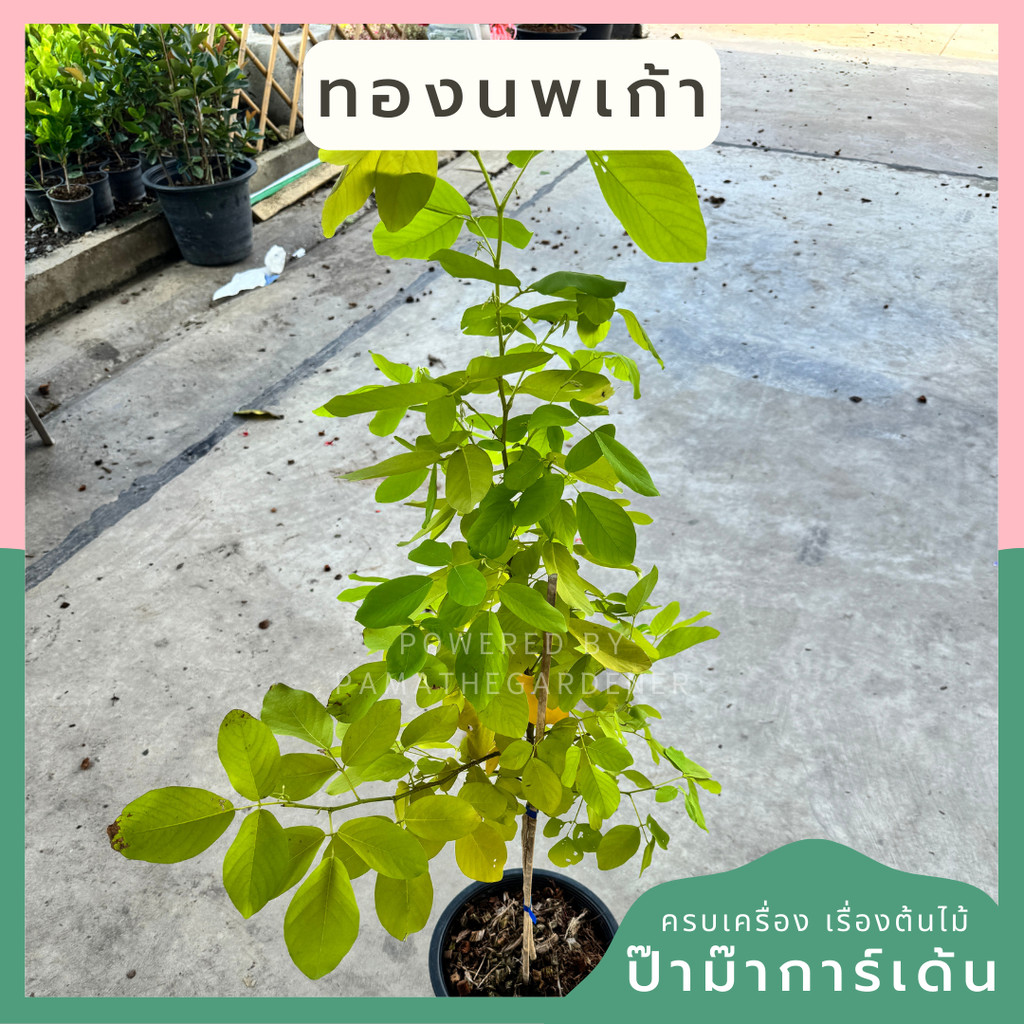 ต้นทองนพเก้า กระถาง 11 นิ้ว  เป็นไม้แดด