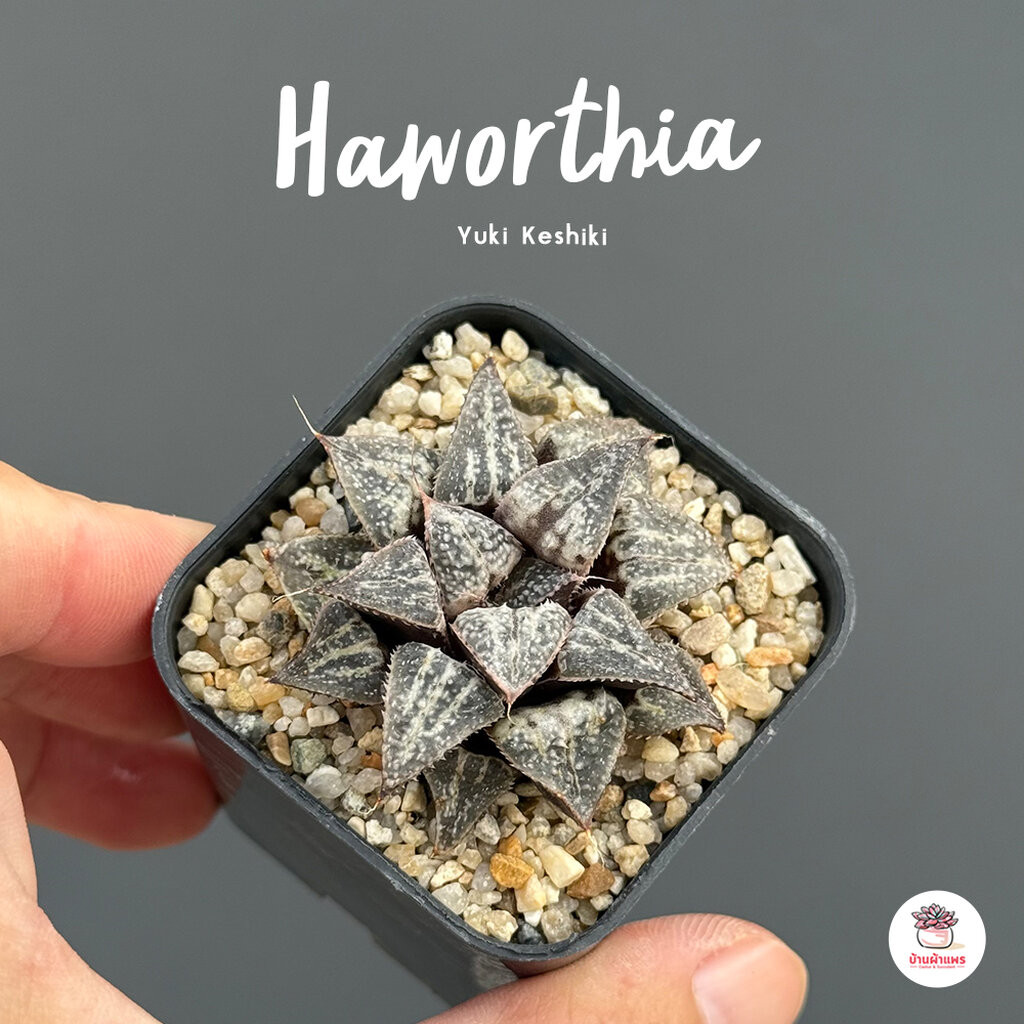 Haworthia Yuki Keshiki ฮาโวเทีย ไม้อวบน้ำ กุหลาบหิน cactus&succulentหลากหลายสายพันธุ์
