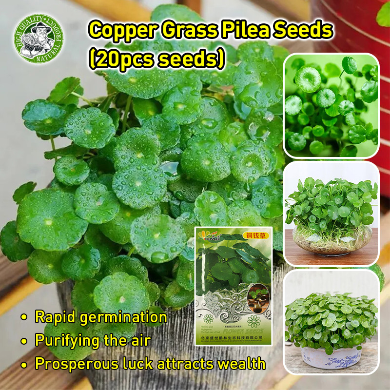 ปลูกง่าย Copper Grass Pilea Seeds Copper Grass Plants Seed Water Plants Decoration ไม้ประดับ ต้นไม้ฟอกอากาศ เมล็ดดอกไม้