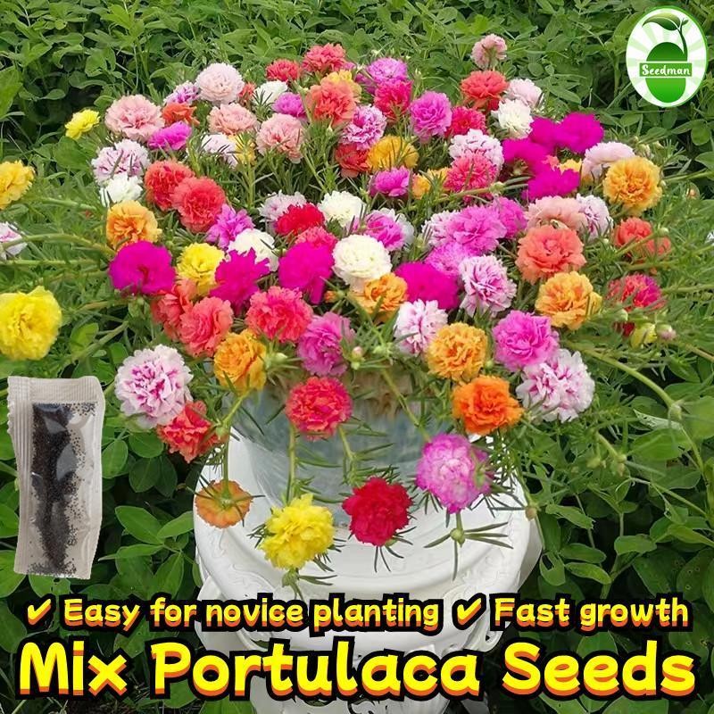 ปลูกได้ทั่วไทย 800เมล็ด/ซอง เมล็ดพันธุ์ ดอกไม้ดวงอาทิตย์ Moss Rose Flower Seeds Double Petals Portulaca Seed เมล็ดดอกไม้