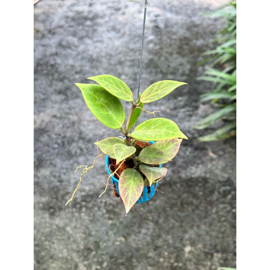 มุมมอง 4