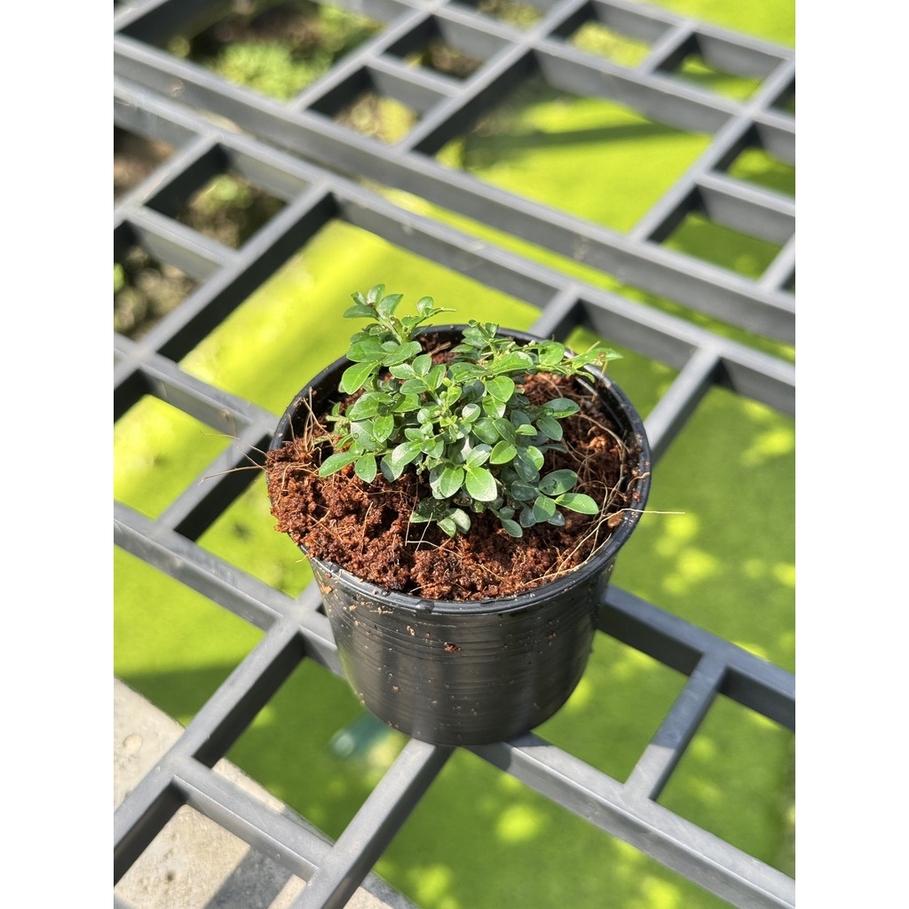 มุมมอง 3