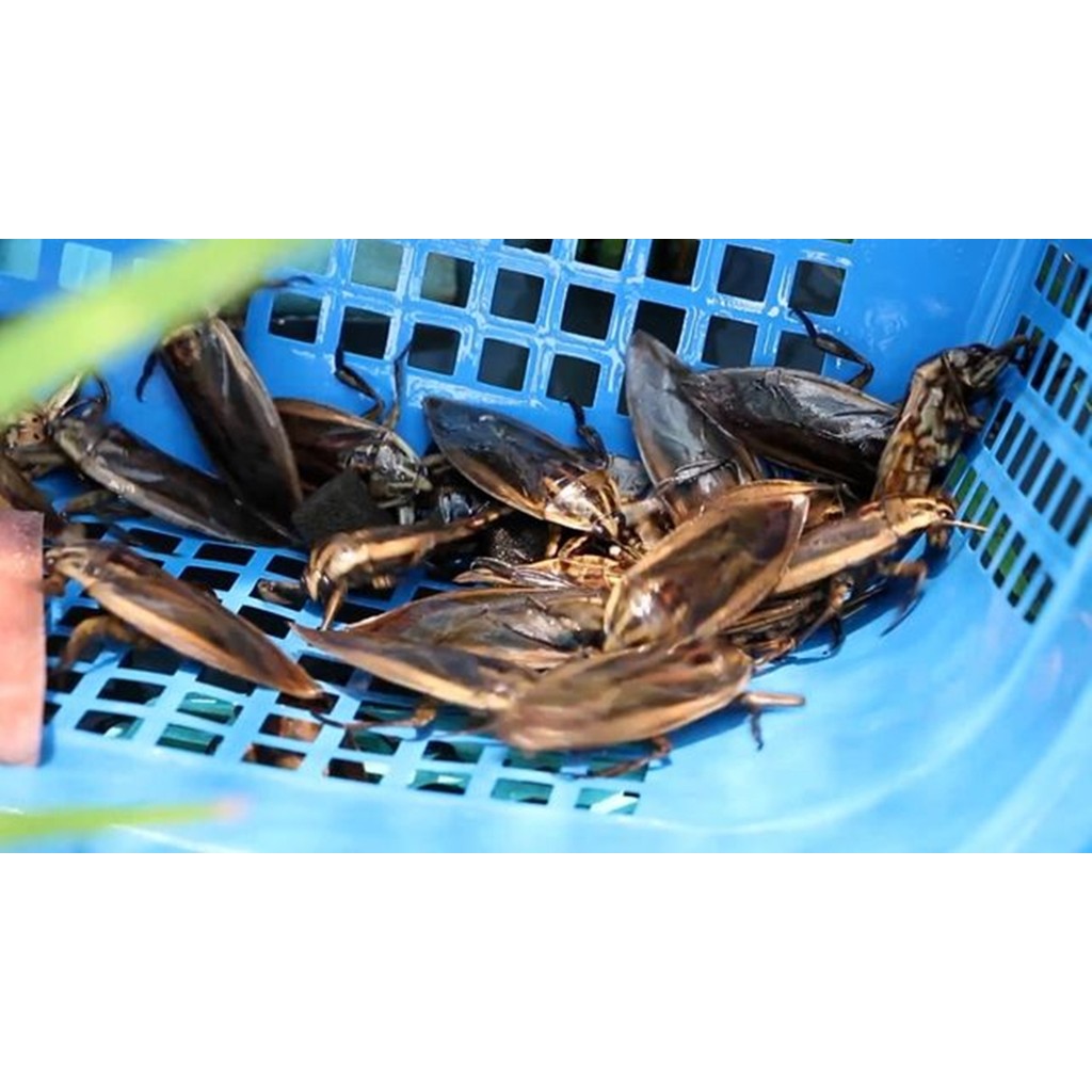 เสียงแมงดานา เสียงต่อแมงดา ยาว10ชม. แฟลชไดร์ฟ USB mp3 เสียงดังฟังชัด เปิดปุ๊บมาปั๊บ เสียงดังฟังชัด100% ได้วันละหลายโล - รูปที่ 3