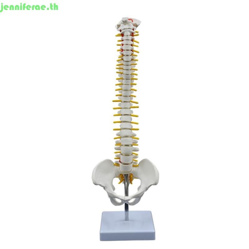 Jennifera กระดูกสันหลังมนุษย์รุ่น 17 7 นิ้วแสดงกระดูกสันหลังเส้นประสาทคอลัมน์เอว Pelvis