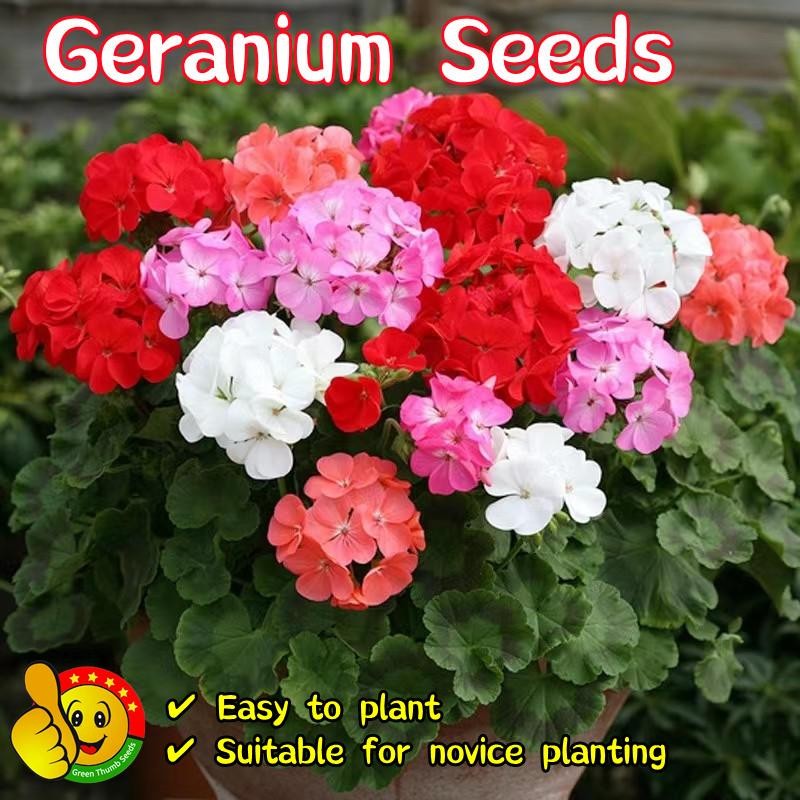 ปลูกง่าย ปลูกได้ทั่วไทย เจอราเนียม เมล็ดดอกไม้ (100เมล็ด/ซอง) Mixed Colors Geranium Seeds Geranium F