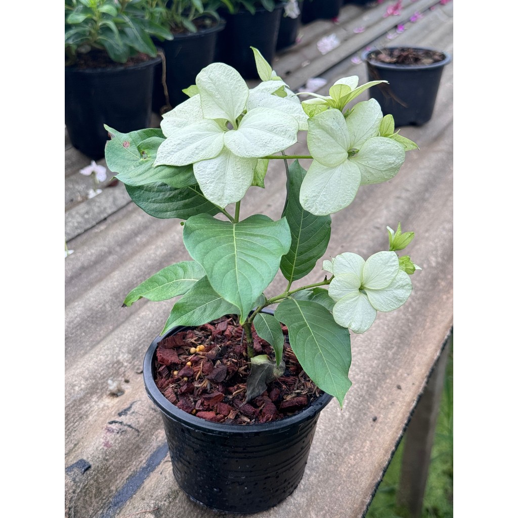 มุมมอง 3