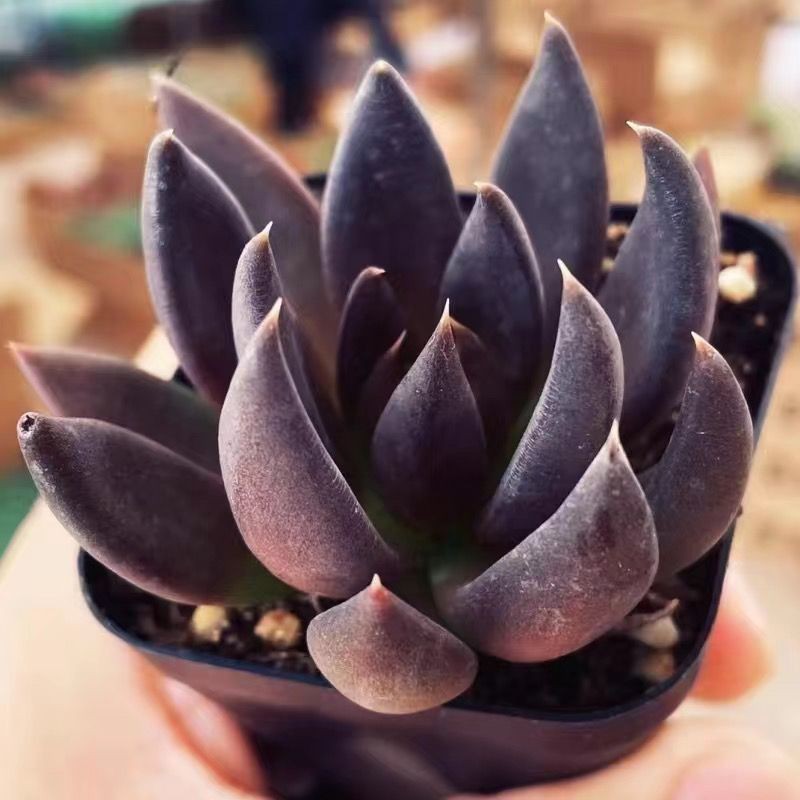 Dark Black Knight Succulents กระถางต้นไม้ Kurosuke Black Prince Succulent สํานักงานระเบียงราคาแพงดอก