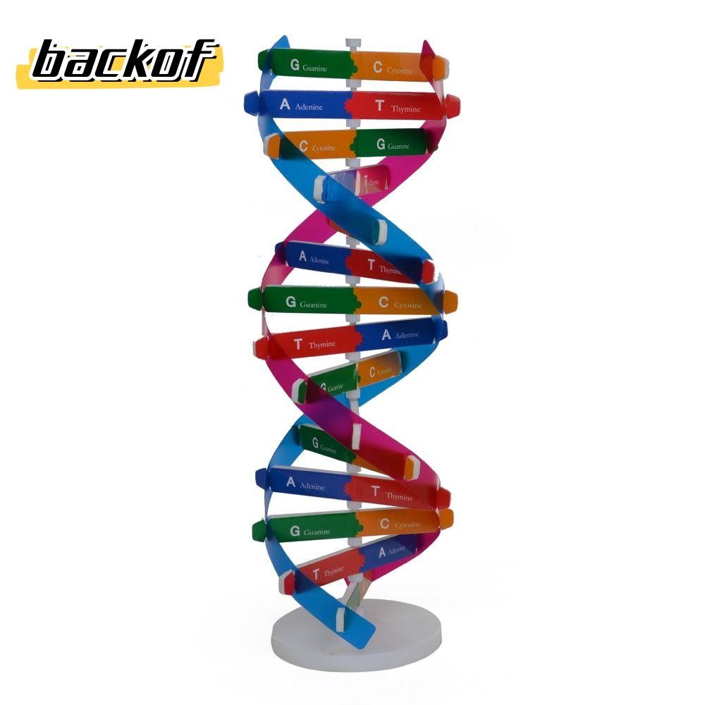 โมเดล BACKOF Human Gene DNA 13*4.56 นิ้ว เทคโนโลยี ABS รุ่น Gene DNA หลากสีอเนกประสงค์ สํานักงานอุปก