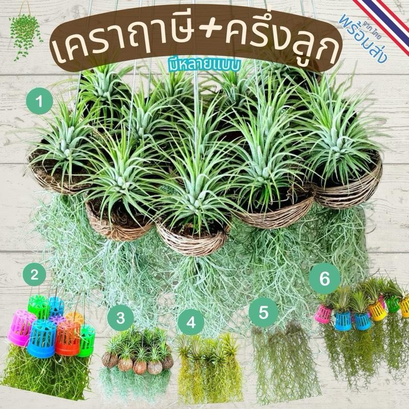 ต้นเคราฤาษีแขวน แต่งบ้าน ต้นไม้ฟอกอากาศ มีหลายแบบให้เลือก และ ปุ๋ยเคราฤาษี