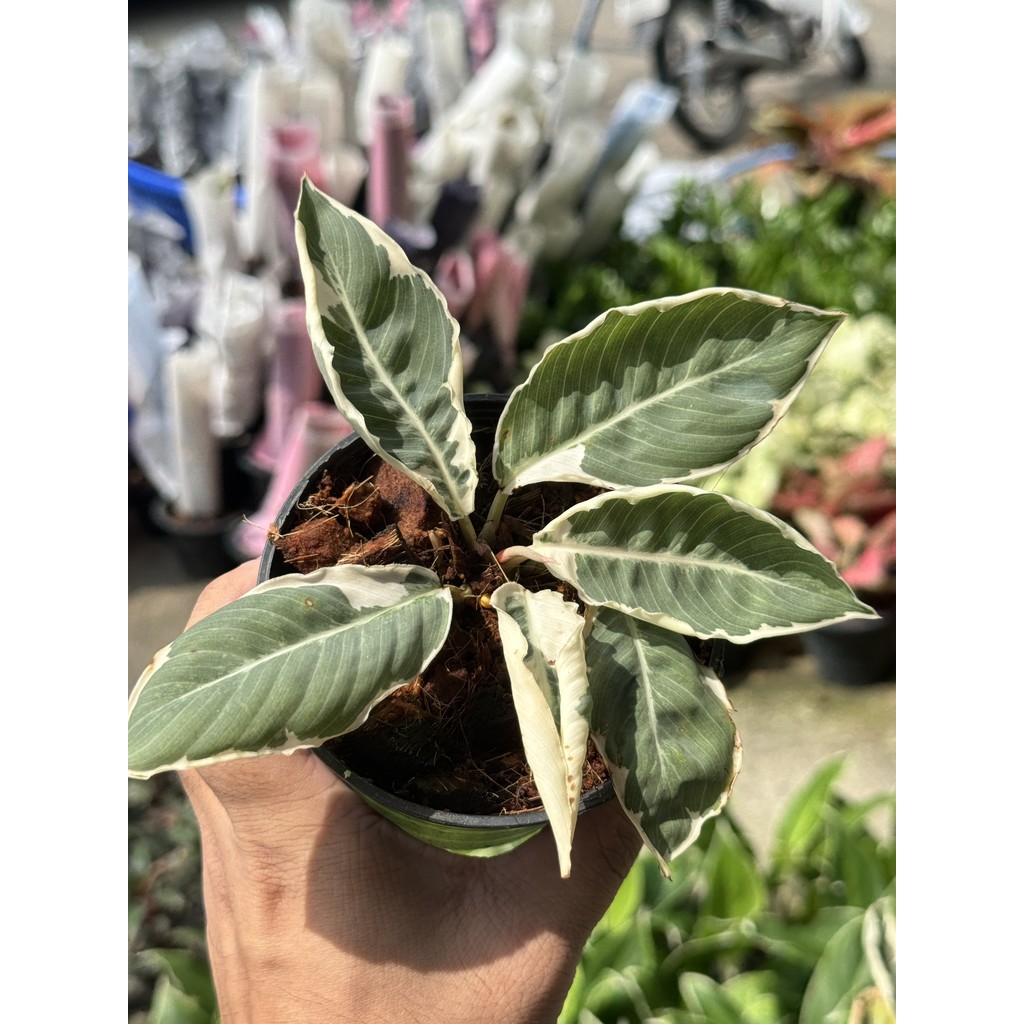 มุมมอง 5