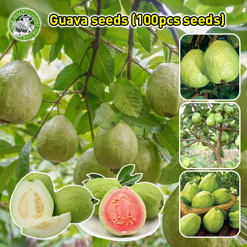 🌱การเก็บเกี่ยวที่รวดเร็ว ของแท้ 100% Good Quality Guava Seeds Sweet and Delicious Tropical Fruits Se