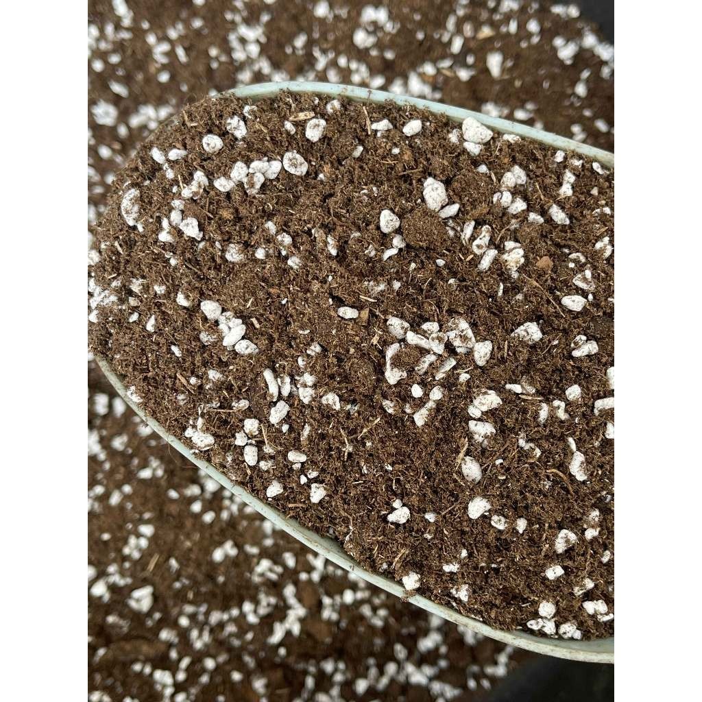 (ส่งฟรีทักแชท)ดินกุหลาบ ไม้อวบน้ำ รากเดินสะดวก แตกยอดไว ระบายน้ำดีไม่จับตัวเป็นก้อน ใส่กระถาง8นิ้วพอดี น้ำหนักประมาณ1KG - รูปที่ 4