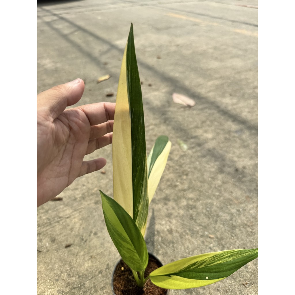 มุมมอง 3