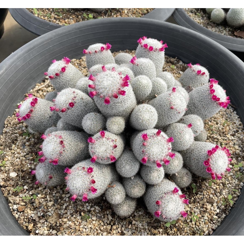 เข็มเงินกอไซส์ใหญ่ Mammillaria Geminispina  กระถาง 5 -10 " กระบองเพชร ไม้อวบน้ำ succulent แคคตัส cactus