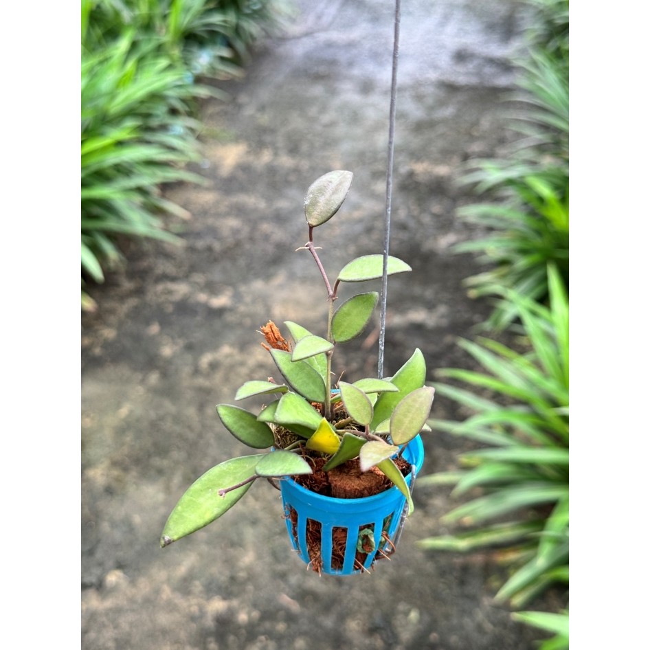 มุมมอง 4