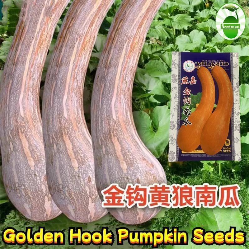 เมล็ดฟักทอง (20-50เมล็ด/ซอง) Golden Hook Pumpkin Seeds Organic Sweet Pumpkin Plants Seeds Pumpkin Ve