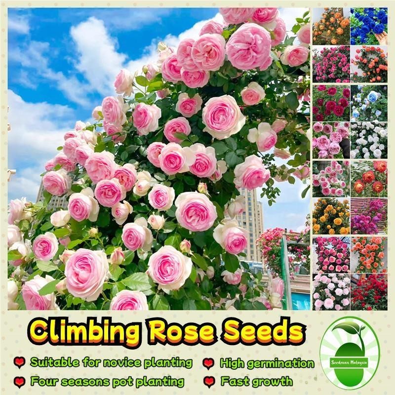 80เมล็ด/ซอง เมล็ดพันธุ์ กุหลาบเลื้อย Colorful Climbing Rose Seeds for Planting Flower Seeds Climbing