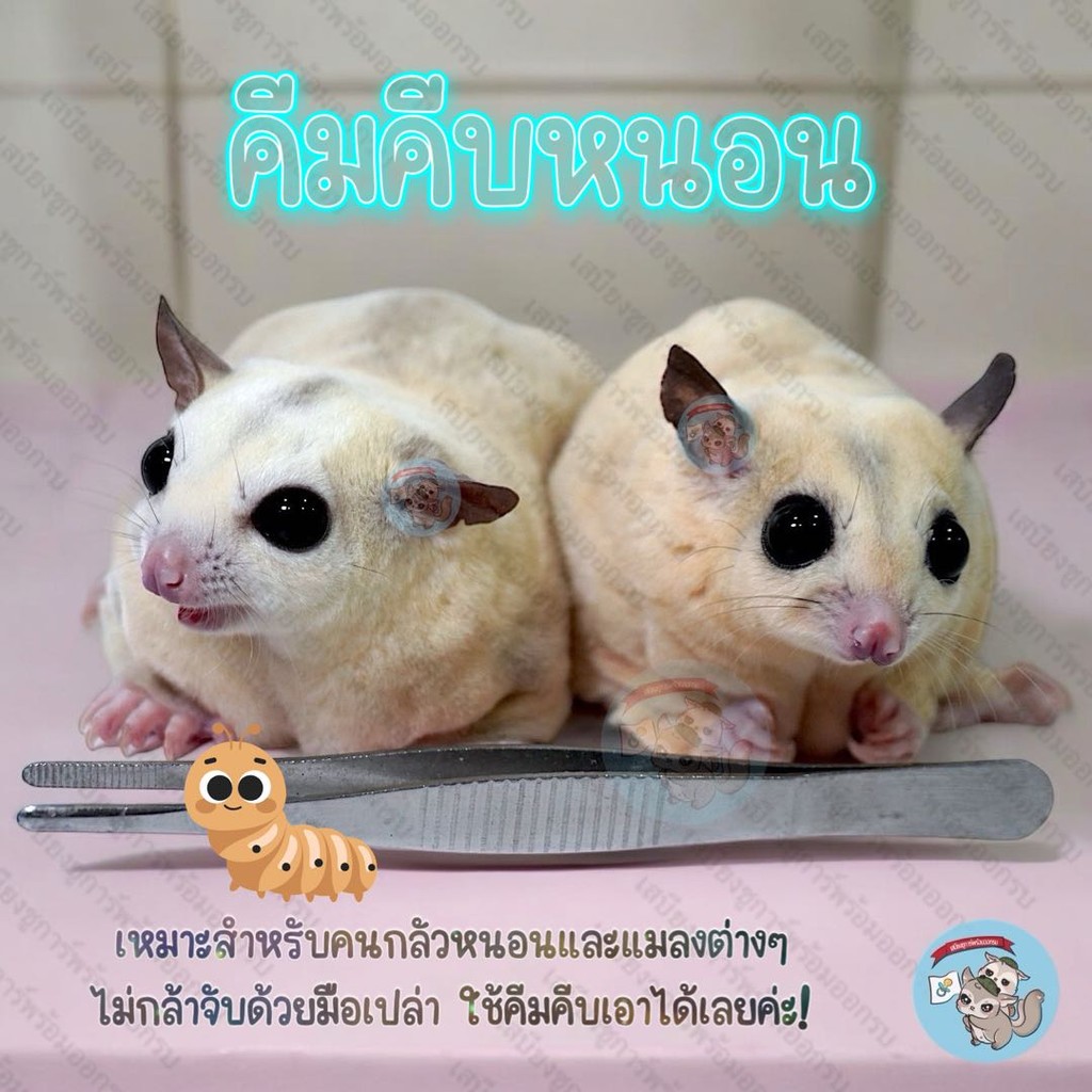 V ( คีมคีบหนอน ) ที่คีบ​ ที่คีบหนอน​ ที่หนีบหนอน​ หนอนนก​ จิ้งหรีด​ สะดิ้ง​ หนอนไหม​​ ชูการ์​ กระรอก​ ดอรเ์มาส์ แฮม​