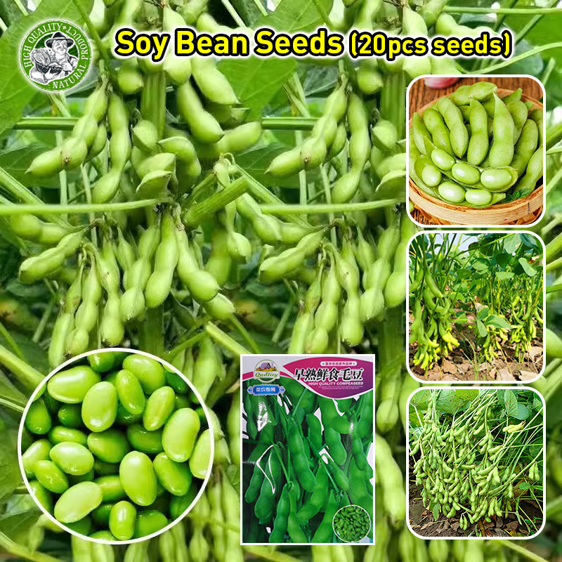 ของแท้100%เมล็ดพันธุ์ ถั่วแระญี่ปุ่น คาริคาชิ High Yield Edamame Seeds Green Beans Seeds Vegetables Seed เมล็ดพันธุ์ถั่ว