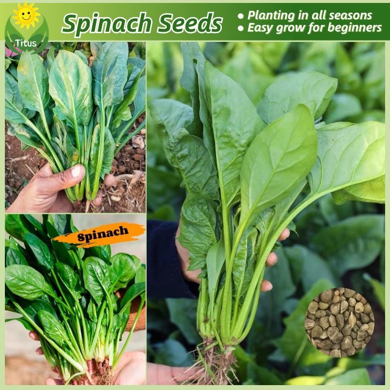 เมล็ดพันธุ์ ปวยเล้ง เมล็ดปวยเล้ง บรรจุ200เมล็ด Spinach Seeds Vegetable Seed เมล็ดพันธุ์ปวยเล้ง เมล็ดพันธุ์ผัก ผักสวนครัว