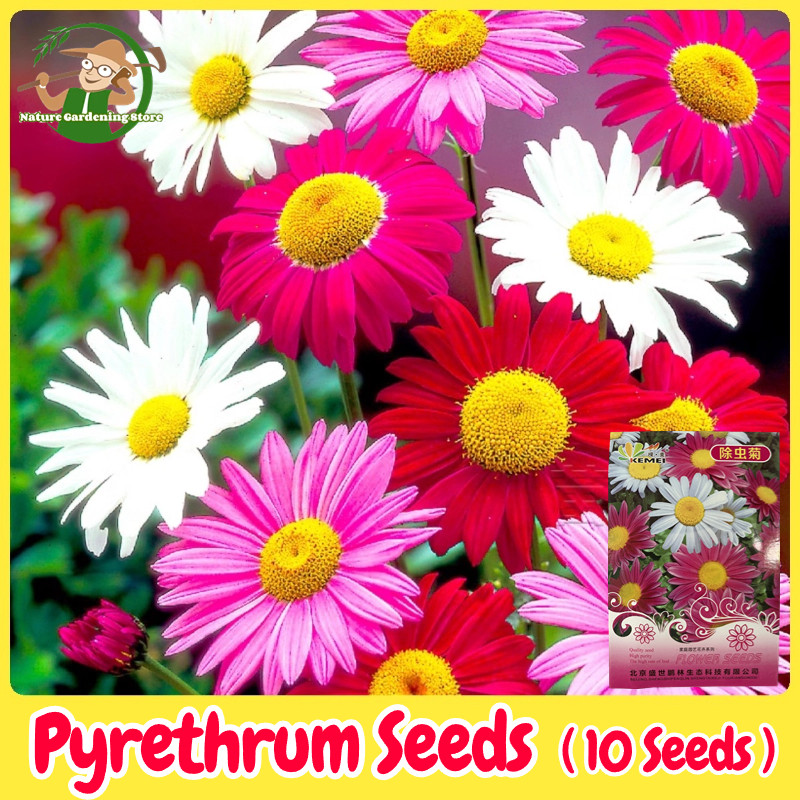 เมล็ดพันธุ์ ไพรีทรัม คละสี ดอกไม้ไล่แมลง 10 เมล็ด Mixed Pyrethrum Flower Seed
