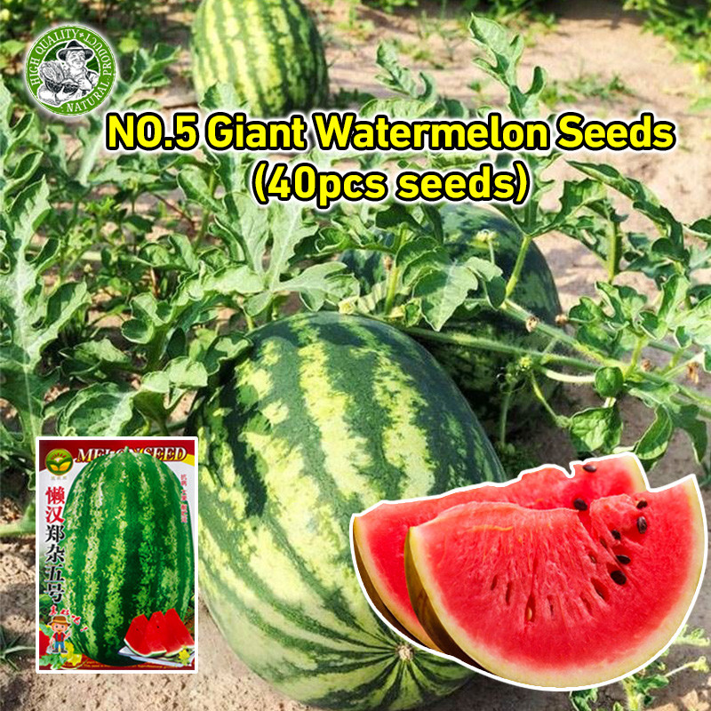 ปลูกง่ายเมล็ดพันธุ์แตงโมยักษ์ เนื้อสีแดง หวานสุดๆ No.5 Giant Watermelon Seed Fruit Seeds เมล็ดแตงโมยักษ เมล็ดพันธุ์ผลไม้