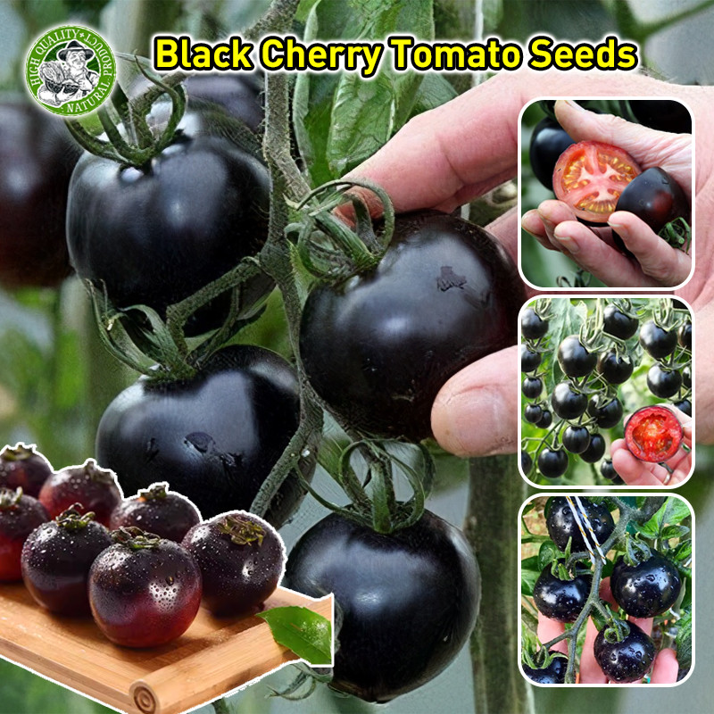 เมล็ดพันธุ์ มะเขือเทศ แบล็คบิวตี้ (Black Beauty Tomato Seed) เมล็ดพันธุ์ มะเขือเทศสีม่วง เมล็ดพันธุ์ผัก เมล็ดผักต่างๆ