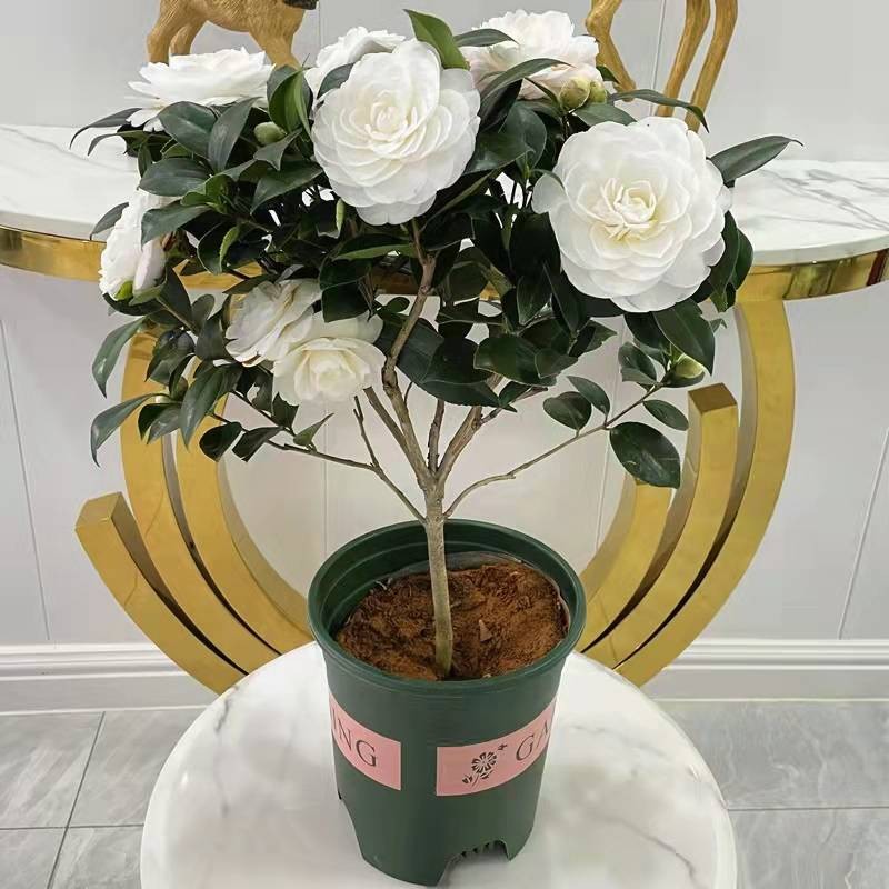 10 เมล็ด คามิเลีย เมล็ดพันธุ์ Bonsai Camellia Flower Seeds Camellia Plant Seeds ดอกไม้ เมล็ดพันธุ์ เมล็ดดอกไม้ ไม้ประดับ - รูปที่ 6
