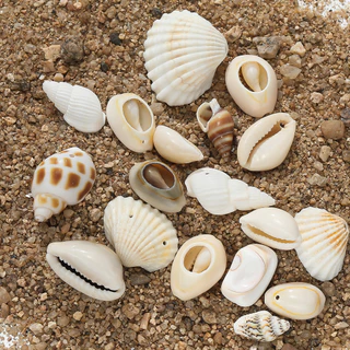 St. kunkka 10 ชิ้นจี้เปลือกหอยหลายสไตล์ Conch ลูกปัดสําหรับ DIY สร้อยข้อมือสร้อยคอทํา