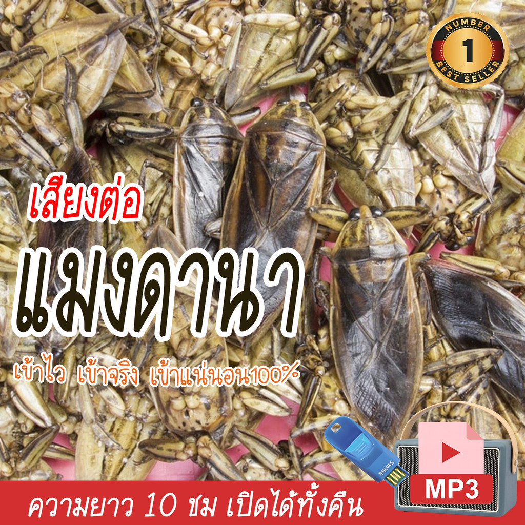 เสียงแมงดานา เสียงต่อแมงดา ยาว10ชม. แฟลชไดร์ฟ USB mp3 เสียงดังฟังชัด เปิดปุ๊บมาปั๊บ เสียงดังฟังชัด100% ได้วันละหลายโล - รูปที่ 2