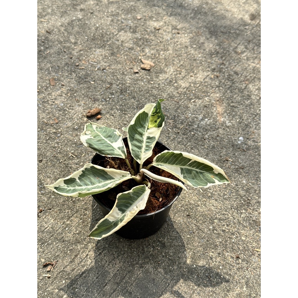 มุมมอง 4