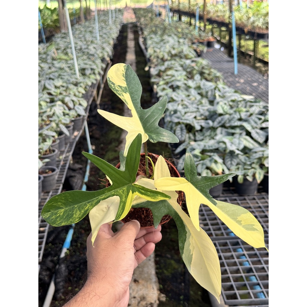 มุมมอง 2