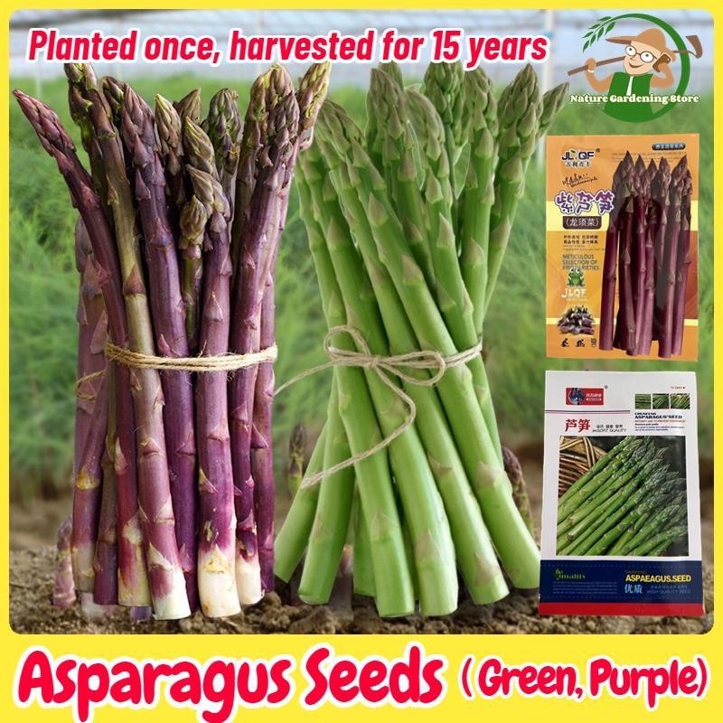 เมล็ดพันธุ์ หน่อไม้ฝรั่ง บรรจุ 10เมล็ด Asparagus Seed (Green, White,Purple) Organic Vegetable Seeds 
