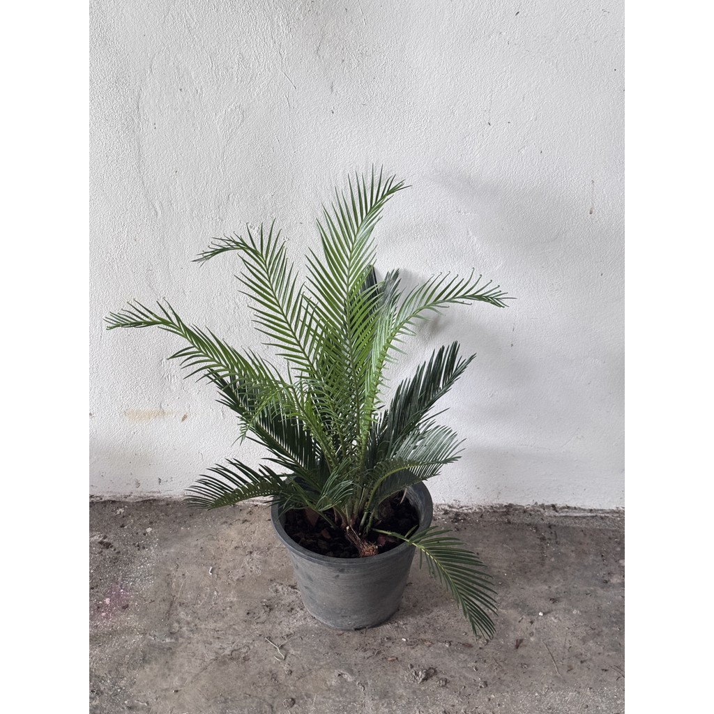 มุมมอง 3