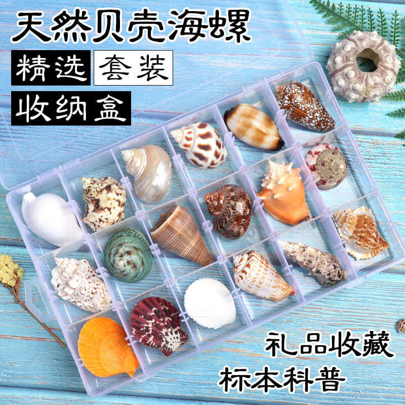 天然贝壳海螺科普海料diy หอยสังข์标本螺 白套装 礼盒装 生洋水衣ธรรมชาติหอยสังข์วัสดุวิทยาศาสตร์ทําเองตัวอย่างที่ระลึกชุดกล่อง