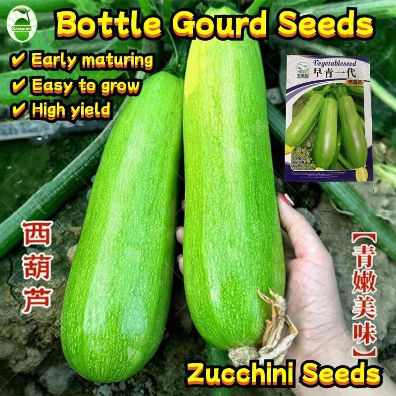เมล็ดพันธุ์ ซูกินี ประมาณ (30 เมล็ด/ซอง) Zucchini Squash Seeds Bottle Gourd Vegetable Seeds เมล็ดซูก