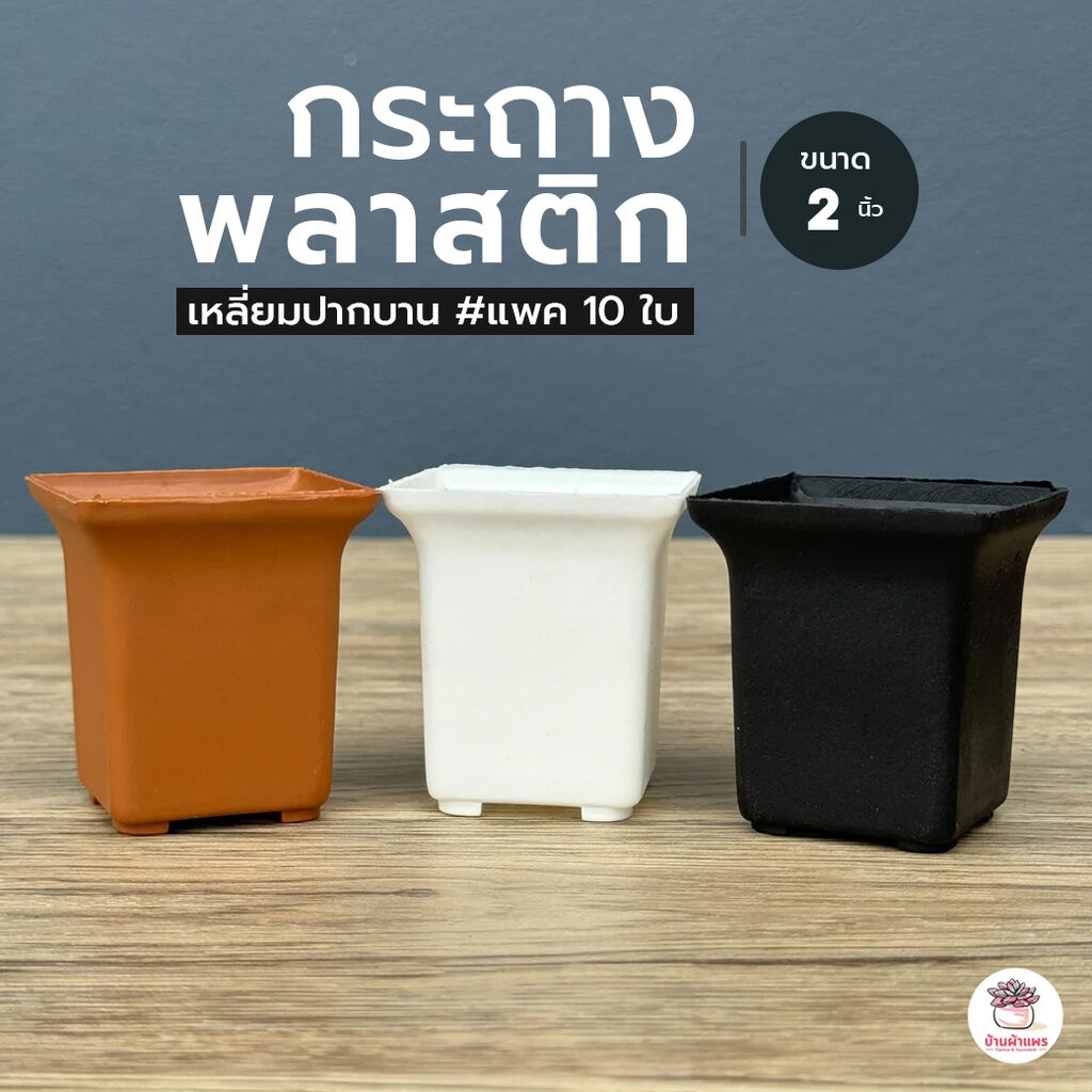 [ 10 ใบ ] กระถาง 2 นิ้ว [ เหลี่ยมปากบาน ] กระถางพลาสติก แคคตัส กระบองเพชร ไม้อวบน้ำ Cactus&Succulent