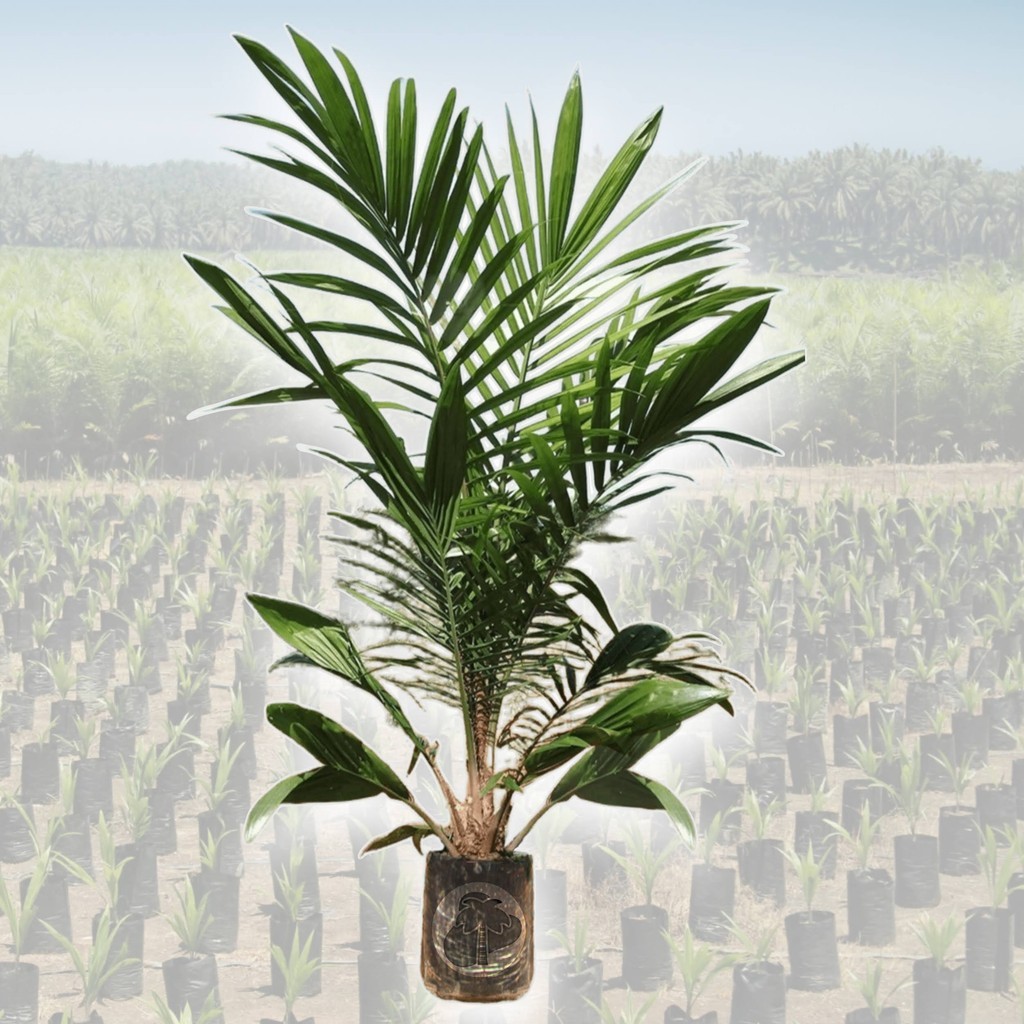 ต้นปาล์มน้ำมัน ยังกัมบิML161แท้100% ⭐⭐⭐⭐⭐  โทร 080 9738042