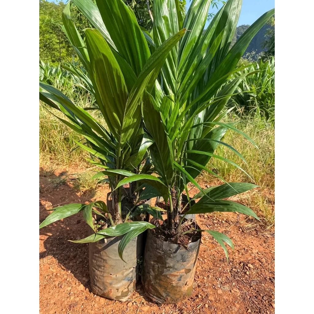 ต้นกล้าปาล์ม,ยังกัมบิML161 แท้100% , ⭐⭐⭐⭐⭐ โทร 080 9738042