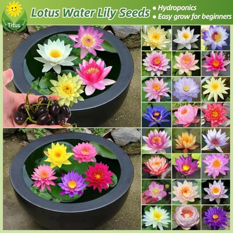 เมล็ดพันธุ์บัวจิ๋ว เมล็ดดอกบัว บรรจุ 20 เมล็ด Lotus Water Lily Seeds Flower Seed บอนสี เมล็ดดอกไม้ เมล็ดบัวแคระ บอนไซ